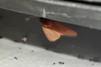 Phragmatobia fuliginosa
