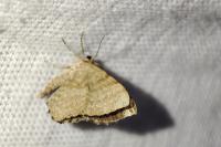 Euchoeca nebulata