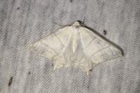Ourapteryx sambucaria