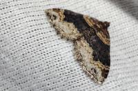 Xanthorhoe ferrugata
