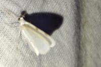 Lomographa bimaculata