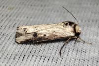 Axylia putris