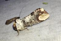Phalera bucephala
