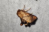 Apoda limacodes