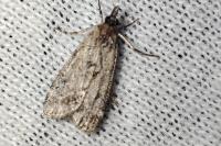 Eudonia pallida