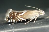 Glyphipterix equitella