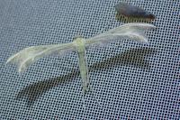 Pterophorus pentadactylus