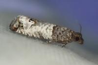 Notocelia incarnatana