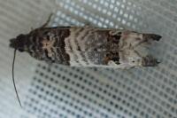 Notocelia incarnatana