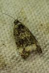 Endothenia oblongana