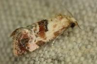 Cochylis millierana