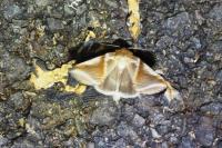 Habrosyne pyritoides