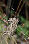 Agrotis vestigialis