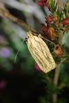 Agonopterix umbellana