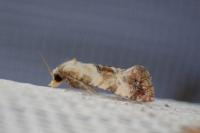 Cochylis millierana