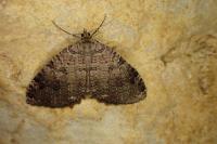 Triphosa dubitata