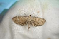 Eupithecia simpliciata