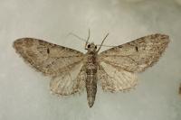 Eupithecia ochridata