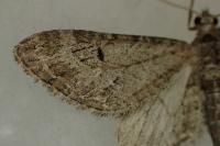 Eupithecia ochridata