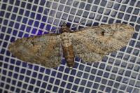 Eupithecia icterata