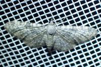 Eupithecia semigraphata