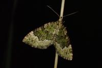 Colostygia olivata