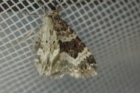 Epirrhoe alternata