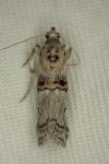 Pempelia palumbella