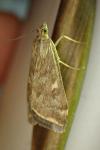 Loxostege sticticalis