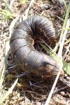 Agrius convolvuli