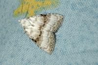 Meganola albula