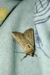 Hoplodrina ambigua