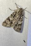 Acronicta auricoma