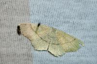 Cyclophora ruficiliaria