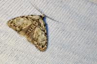 Meganola strigula