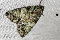 Polyphaenis sericata