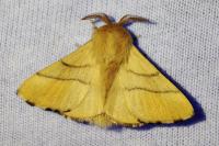 Malacosoma neustria