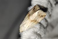 Eublemma ostrina