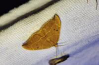 Watsonalla binaria
