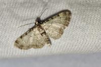 Pasiphila rectangulata