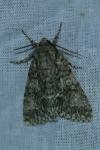 Acronicta megacephala