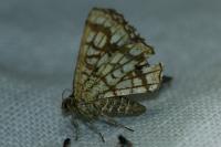 Chiasmia clathrata