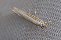 Crambus pascuella