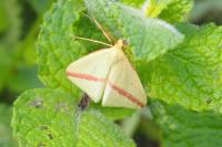 Rhodometra sacraria