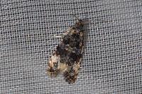 Tortricidae
