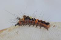 Orgyia antiqua