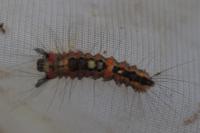 Orgyia antiqua