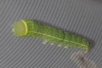 Pseudoips prasinanus