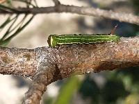 Hyloicus