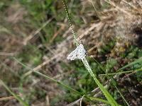 Scopula ornata